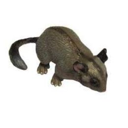 Australian Leadbeater's Possum