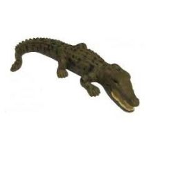 Australian Saltwater Crocodile