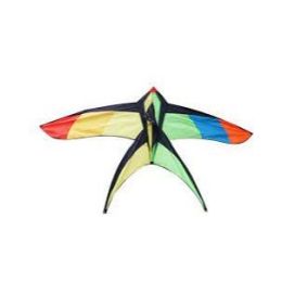 Swallow Tail Kite