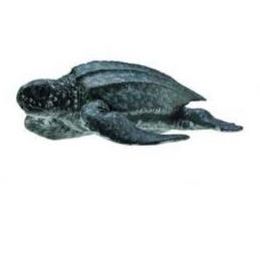 Collecta Leatherback Sea Turtle