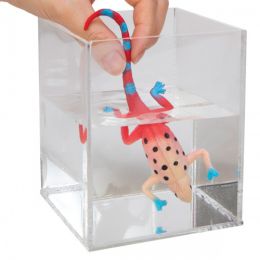 Colour Changing Revealeons Lizards